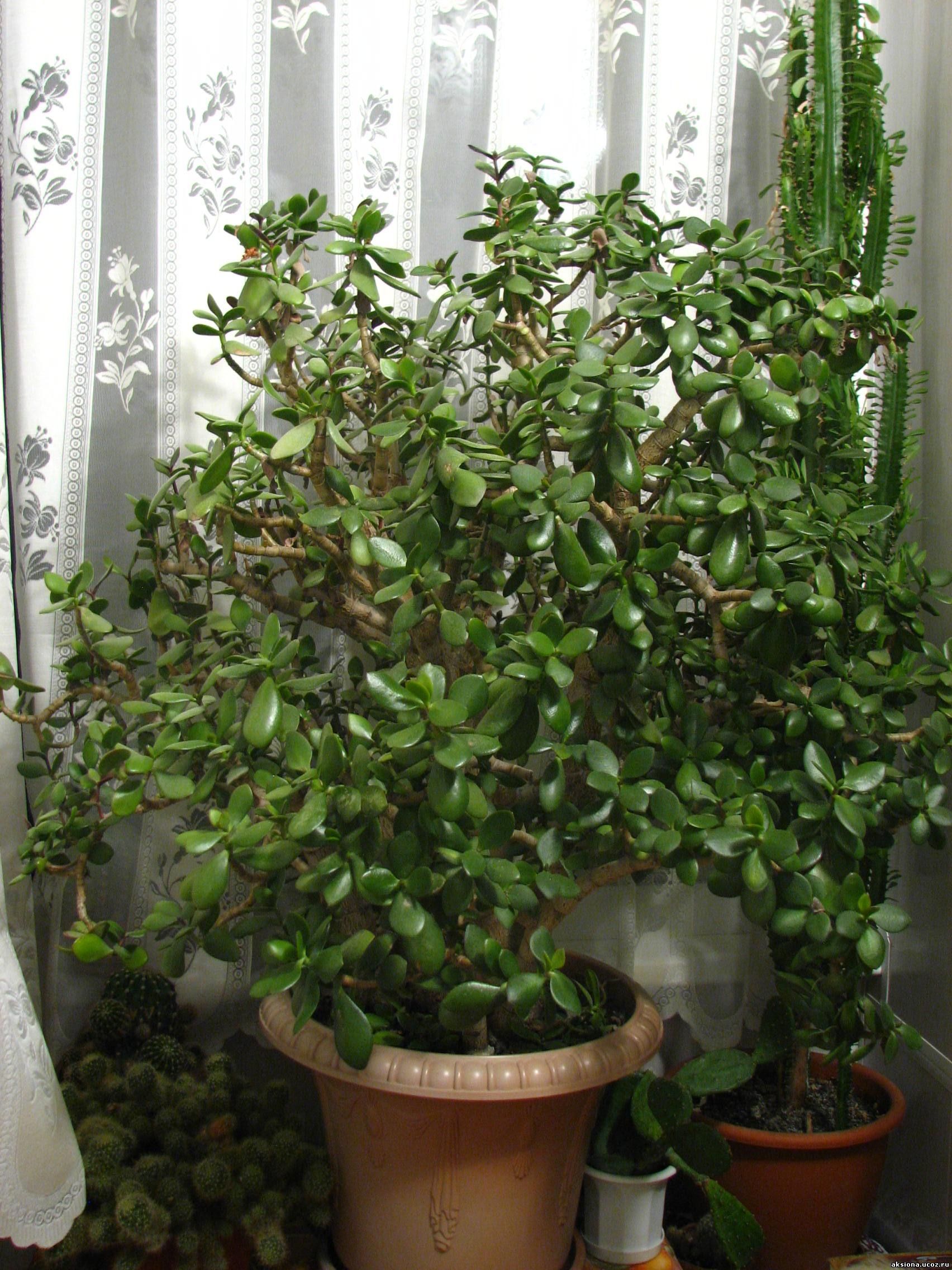 Крассула красула или Толстянка жирянка Crassula